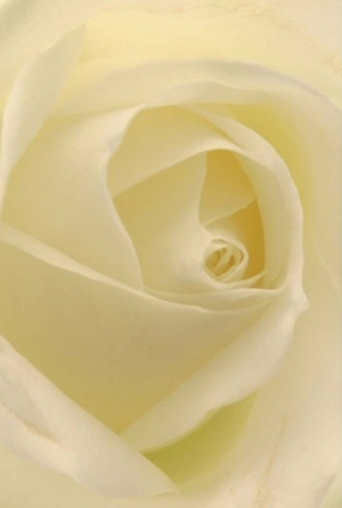 Experience the artistic mastery of local florists in Winchmore Hill through this close-up of a pristine white rose, where tranquility and understated sophistication coexist in every petal. The creamy spiral at the bloom's core suggests profound purity and quiet resilience, enveloped by translucent, softly shaded layers that seem to catch natural light with effortless ease. Hints of pale lemon and ivory interlace, reflecting the serene ambiance found along Green Lanes and the historic architecture surrounding The Green. There's a mindful balance in the way each curve and fold works together, the results of both nature's precision and the artistry of Flower Delivery Winchmore Hill. Perfect for an apology, anniversary, or as a centrepiece at a refined event, this rose emanates an unspoken grace-its clean, subtle fragrance conjuring calm, while its immaculate form honors moments of genuine emotion. Through its delicate texture and sophisticated palette, the bloom becomes more than a flower; it stands as a symbol of heartfelt connection and the timeless beauty cherished across Winchmore Hill.